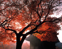 秋天的红叶和山门