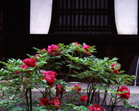 牡丹／建仁寺　法堂（京都市东山区）　 摄影：水野克比古