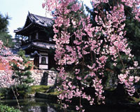 八重红枝垂樱／建仁寺（京都市东山区）　摄影：水野克比古