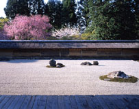 樱花／龙安寺　石庭（京都市右京区）　 摄影：水野克比古