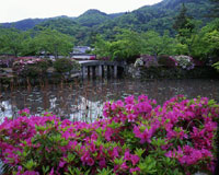 杜鹃花／天龙寺（京都市右京区）　摄影：水野克比古
