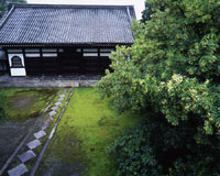 菩提树／建仁寺　开山堂（京都市东山区）　摄影：水野克比古