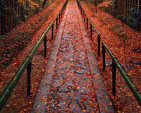 红叶／大德寺山内　高桐院（京都市北区）　摄影：水野克比古