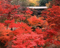 红叶／东福寺（京都市东山区）　摄影：水野克比古